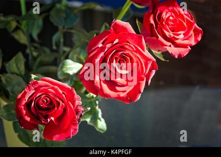 Three sunlit long stem red rose in full bloom. Australia. Stock Photo