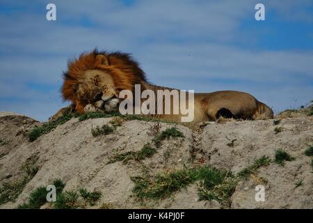 Male African lion sleeping on hill