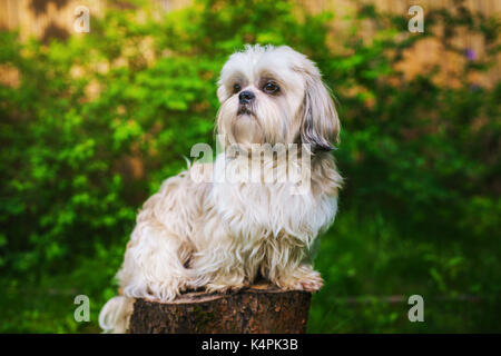 Shih tzu dog in garden sitting on stump and looking aside Stock Photo
