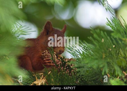 Eurasian red squirrel eating pine, (Sciurus vulgaris) Stock Photo