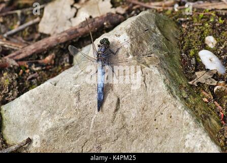 Male black-tailed skimmer, Orthetrum cancellatum Stock Photo
