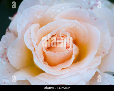 beautiful peach rose up close petals water wet dew; Essex; England; UK Stock Photo