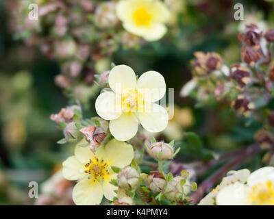 beautiful primrose like flower wild outside garden up close; Essex; England; UK Stock Photo