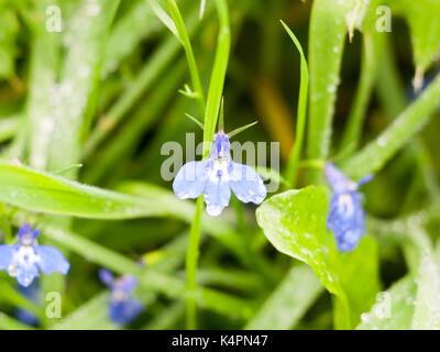 close up of blue pimpernel on floor pistil; Essex; England; UK Stock Photo