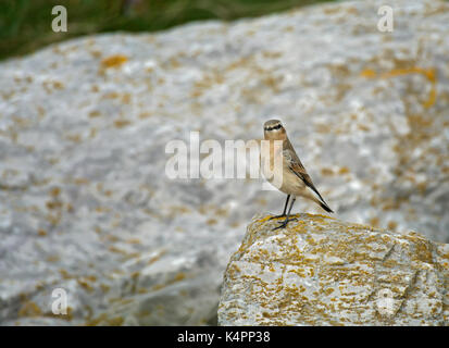 Wheatear, Oenanthe oenanthe, female, stood on rocks on coast in Lancashire, UK Stock Photo