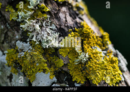 Lichens and moss growing on the trunk of a tree in the Maltese countryside. Stock Photo