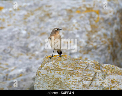 Wheatear, Oenanthe oenanthe, female, stood on rocks on coast in Lancashire, UK Stock Photo