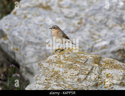 Wheatear, Oenanthe oenanthe, female, stood on rocks on coast in Lancashire, UK Stock Photo