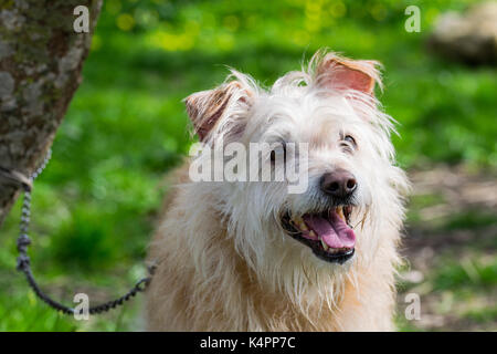 A cream coloured dog, chained to a tree, eagerly waiting for its owner to run freely and play in the countryside. Scruffy fur, friendly playful dog Stock Photo