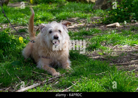 A cream coloured dog, chained to a tree, eagerly waiting for its owner to run freely and play in the countryside. Scruffy fur, friendly playful dog Stock Photo