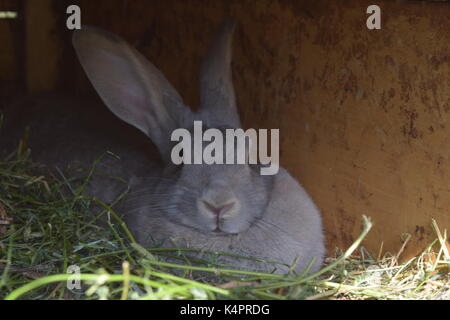 Chubby bunny under a wooden outhouse Stock Photo