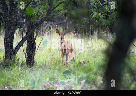 A White-tailed fawn standing near prickly pear cactus in the woods at Lake Mineral Wells State Park in Texas. Stock Photo
