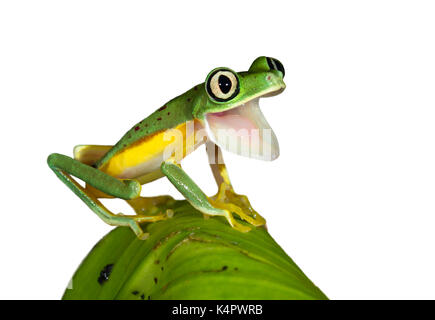 Lemur leaf frog (Hylomantis lemur) yawning, isolated on white background. Stock Photo