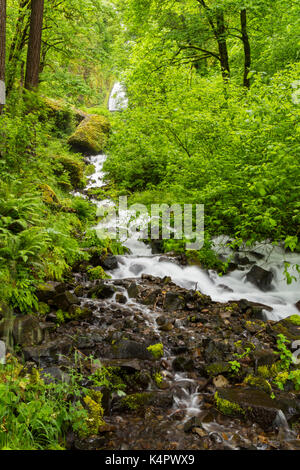 Wahkeena Falls, located in the Columbia River Gorge National Scenic Area Stock Photo