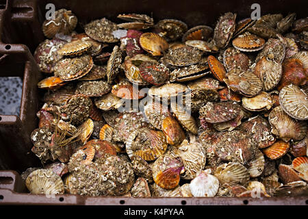 Scallops in brown container Stock Photo
