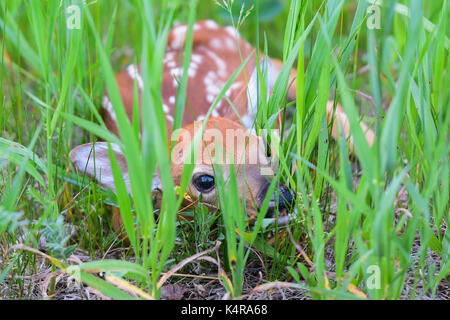 Newborn whitetail deer fawn hiding in high grass in the Adirondack Mountains, New York, NY USA. Stock Photo