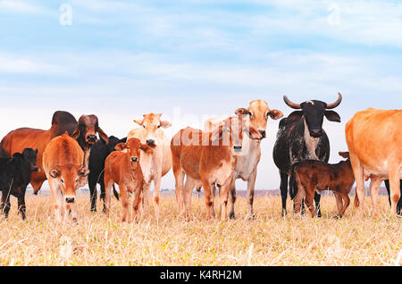 Herd with cows and calves on the pasture of a farm. Milky cows, dry pasture, mixed colors, pasture of procreation and feeding. Beautiful livestock bac