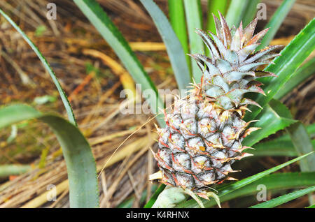 Plant with pineapple fruit crescend, unripe fruit. Stock Photo