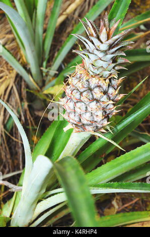 Plant with pineapple fruit crescend, unripe fruit. Stock Photo