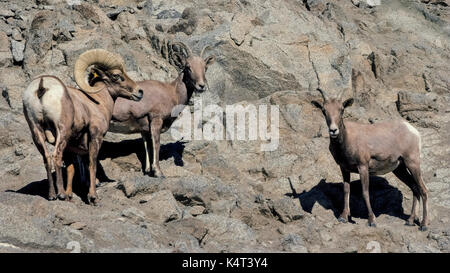 A trio of Desert Bighorn Sheep look down from the rocky terrain they inhabit high above Palm Springs in Southern California, USA. The male ram is marked by large curly horns, while the female ewes have horns that are slightly curved and smaller in size. A yellow ear tag seen on the male helps wildlife rangers keep track of these majestic mammals. Stock Photo