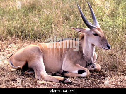 An elegant common eland (Taurotragus oryx) -- a member of the antelope family -- rests in Nairobi National Park in Kenya, East Africa. These grasslands animals are easily identified by thin white stripes across their backs and a set of impressive pointed horns that are common to both males and females. Stock Photo