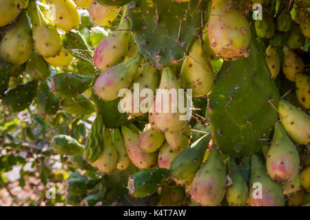 Cactus pears inside the Mission San Francisco Solano garden, Sonoma, CA, USA Stock Photo