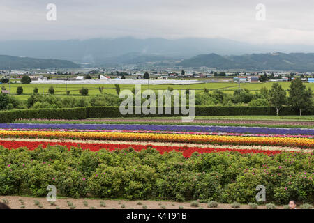 Rainbow fields of sage at Farm Tomita in Naka-Furano, Hokkaido, Japan Stock Photo