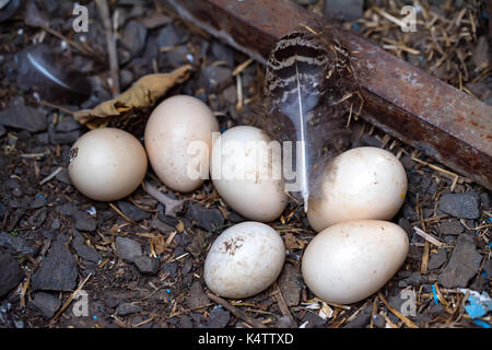 Peacock eggs and feather on the ground Stock Photo