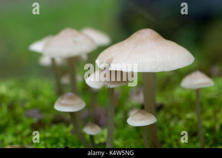 small white saprotrophic mushrooms closeup in moss Stock Photo