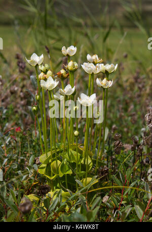 White flowers of Marsh grass or Parnassia palustris Stock Photo