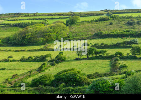 France, Manche (50), Cotentin, Cap de la Hague, Jobourg, arbres formés par le vent // France, Manche, Cotentin Peninsula, Cap de la Hague, Jobourg, la Stock Photo