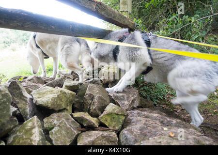 Husky Dogs crawling under a footpath stile with dogs leads still attached in rural Flintshire, Wales, UK Stock Photo