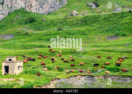 Cows graze in alpine meadows idyllic landscape