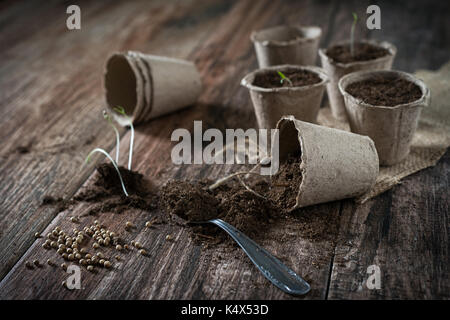 Growing potted plants from seeds in biodegradable peat pots and potting soil on rustic wooden background. Homegrown food, vegatable, self-sufficien ho Stock Photo