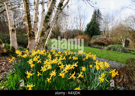 Narcissus 'February Gold' adds a splash of late winter yellow under the silver bark of,Betula 'Fetisowii' at The Garden House, Devon, UK Stock Photo