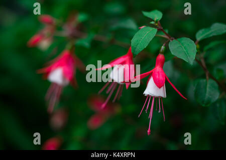 Red and white fuchsia flowers in garden with green leaves in cold weather area in park for plantation or cultivation the flower for decoration and lan Stock Photo