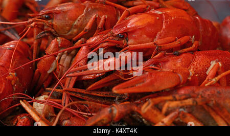 Portion of cooked ready to eat red crawfish (crayfish) close up, low angle side view Stock Photo