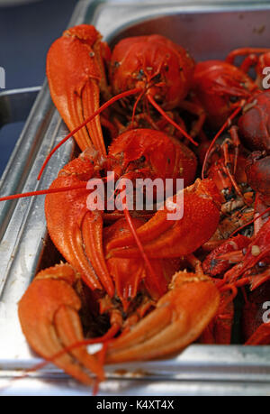 Portion of cooked ready to eat red crawfish (crayfish) with big claws in metal tray at retail display, close up, high angle front view Stock Photo