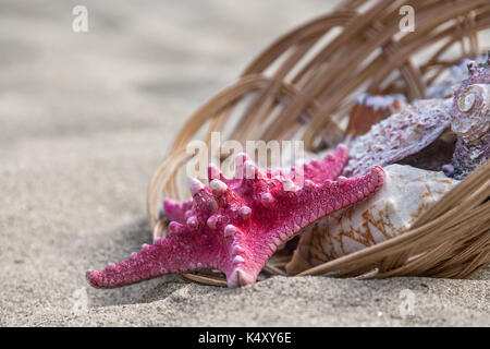 Starfish and seashells in basket on sand beach Stock Photo