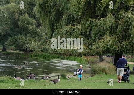 boy feeding ducks Stock Photo