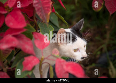 Little adorable cat with black dots on body hiding in red flower Stock Photo