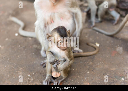Little cute monkey and their family sitting on dirt and finding something to eat Stock Photo