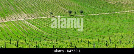 Vineyards at São João da Pesqueira, a UNESCO World heritage site. Alto Douro, Portugal Stock Photo