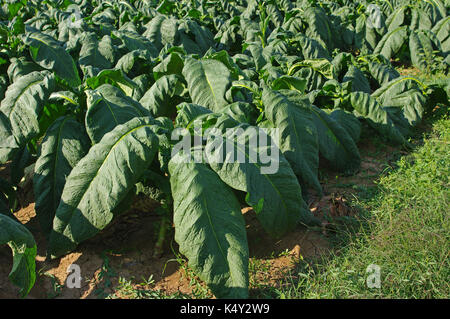 A field in Pontecorvo (Italy) with plants of Nicotiana tabacum, the Common tobacco, from the nightshade family Solanaceae Stock Photo