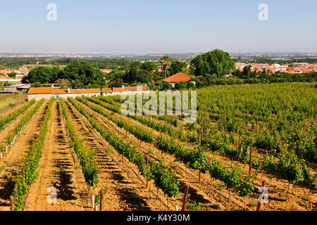Vineyards in Azeitão. Portugal Stock Photo