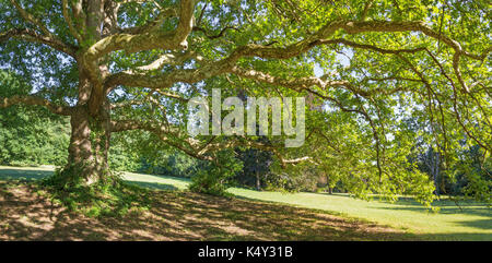 Topolcianky - The light under the platanus of park from palace in Topolcianky. Stock Photo