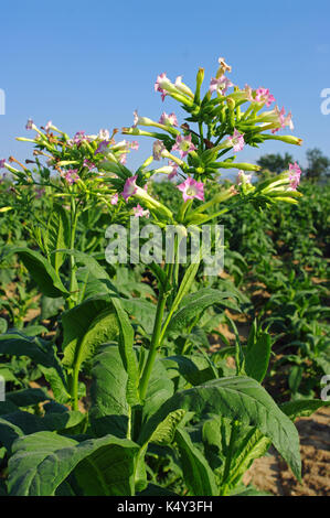 A field in Pontecorvo (Italy) with plants of Nicotiana tabacum, the Common tobacco, from the nightshade family Solanaceae Stock Photo