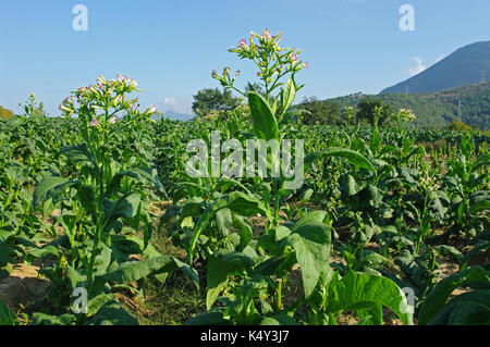 A field in Pontecorvo (Italy) with plants of Nicotiana tabacum, the Common tobacco, from the nightshade family Solanaceae Stock Photo
