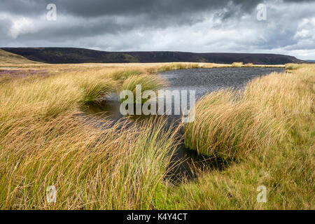 Stormy weather in the countryside. Sunlight catching reeds on a windy moor by a small lake, southern edge of Kinder Scout, Derbyshire, England, UK Stock Photo