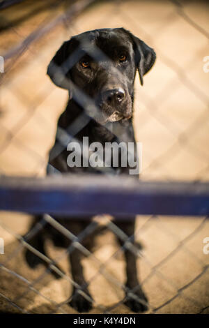 Dog behind a fence, Spain Stock Photo